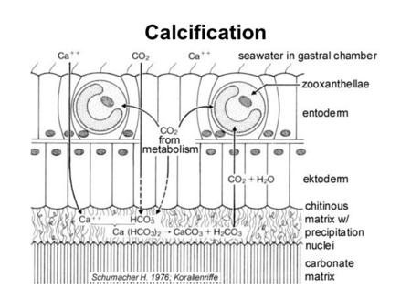 Calcification. Calcite Aragonite Magnesian calcite DIC - dissolved inorganic carbon –CO 2 (aq) –HCO 3 - –CO 3 --