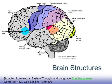 EE141 1 Brain Structures [Adapted from Neural Basis of Thought and Language Srini NarayananSrini Narayanan Comp Sci 182 / Cog Sci 110 / Ling 109 Broca’s.