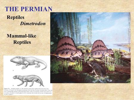 THE PERMIAN Reptiles Dimetrodon Mammal-like Reptiles.