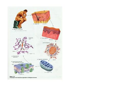 Drawings of some cells:(a)an osteocyte (bone cell), (b)a sperm, (c)a pancreatic and (d)a neuron (nerve cell)