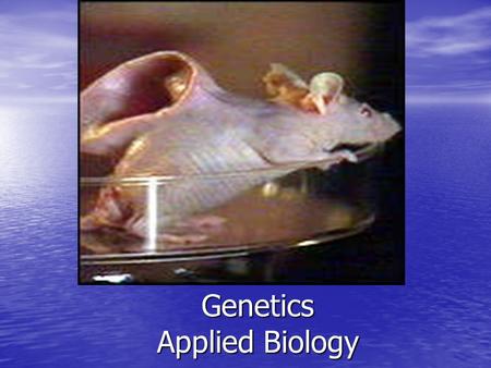 Genetics Applied Biology. Key Concepts Discuss where chromosomes and genes are located and what their jobs are Discuss where chromosomes and genes are.