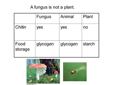 A fungus is not a plant. FungusAnimalPlant Chitinyes no Food storage glycogen starch.