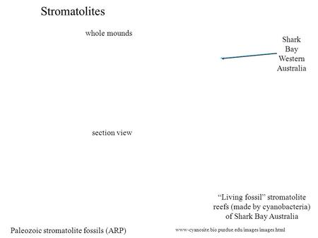 Stromatolites Paleozoic stromatolite fossils (ARP) whole mounds section view www-cyanosite.bio.purdue.edu/images/images.html “Living fossil” stromatolite.
