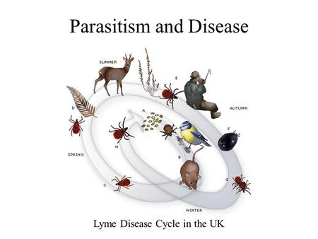 Parasitism and Disease Lyme Disease Cycle in the UK.