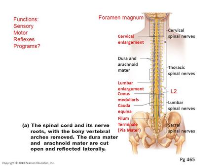 Foramen magnum Functions: Sensory Motor Reflexes Programs? L2 Pg 465