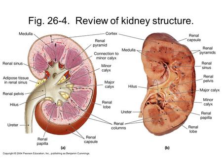 Fig. 26-4. Review of kidney structure.. Fig. 26-7. Cortical and juxtamedullary nephrons. Contrast their locations in the kidney. (Obj. 234)