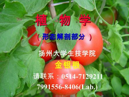 植 物 学 （形态解剖部分 ） 扬州大学生技学院 金银根 请联系： 0514-7129211 7991556-8406(Lab.)