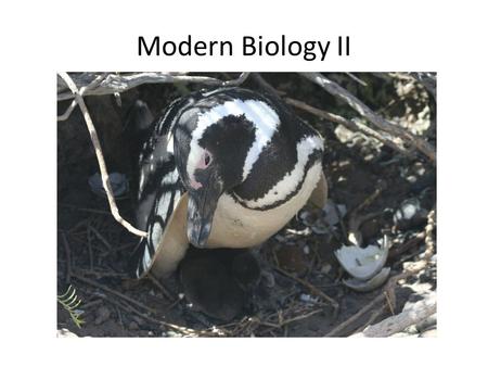 Modern Biology II. Who Are You? Your major Your year, part time or full time Your plans Your objectives Your interests.