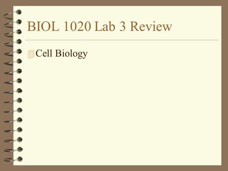 BIOL 1020 Lab 3 Review 4 Cell Biology. 1Which of the following is possible for a cell with Mitochondria and a cell wall? A Eucaryotic plant cell B Eucaryotic.