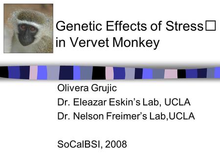 Genetic Effects of Stress in Vervet Monkey Olivera Grujic Dr. Eleazar Eskin’s Lab, UCLA Dr. Nelson Freimer’s Lab,UCLA SoCalBSI, 2008.