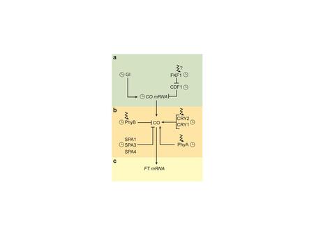 Network that regulates CONSTANS (CO) mRNA expression and CO protein stability. The circadian clock is a master regulator of photoperiod pathway components.