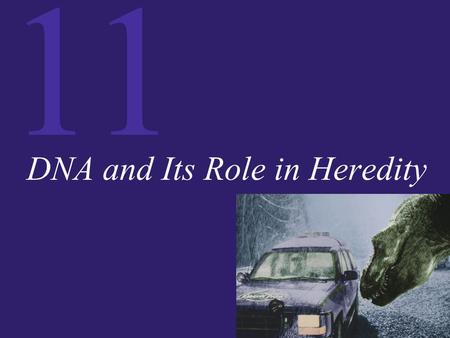 11 DNA and Its Role in Heredity. 11 The Structure of DNA DNA is a polymer of nucleotides. The four nucleotides that make up DNA differ only in their nitrogenous.