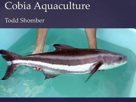 Cobia Aquaculture Todd Shomber