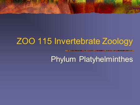 ZOO 115 Invertebrate Zoology