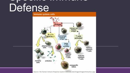 Specific Immune Defense. Antigens Antibody-generator, Non-self, Large molecules Properties: ◦1. Immunogenicity ◦2. Reactivity Antigenic determinant or.