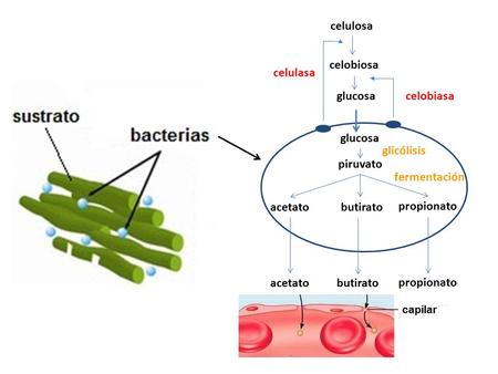 Glucosa piruvato acetatobutirato propionato celulosa celobiosa glucosa celulasa celobiasa glicólisis fermentación acetatobutirato propionato.