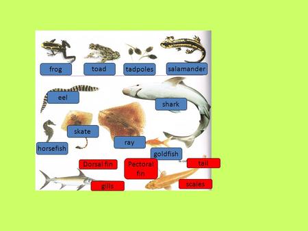 Frog toad tadpoles salamander eel horsefish skate ray goldfish shark Dorsal fin gills Pectoral fin tail scales.