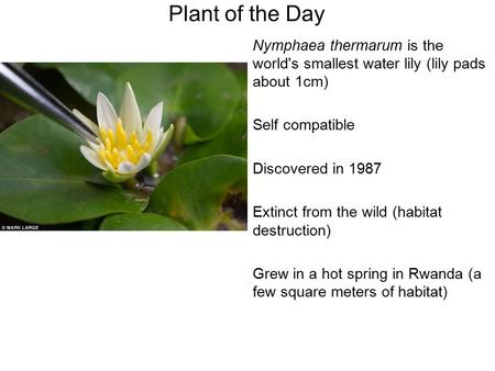 Nymphaea thermarum is the world's smallest water lily (lily pads about 1cm) Self compatible Discovered in 1987 Extinct from the wild (habitat destruction)