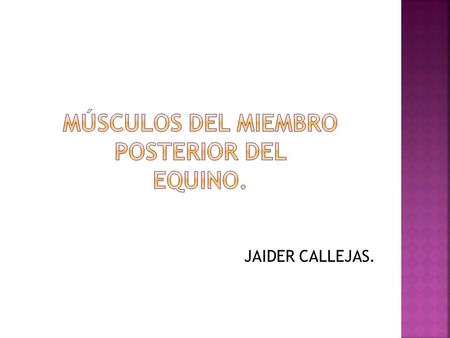 JAIDER CALLEJAS.  6) parte iliaca del musculo obturador interno.  7) parte isquiopubica del musculo obturador interno.  8) musculo psoas menor  9)