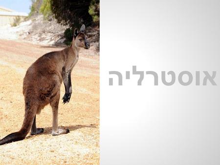 אוסטרליה. Tour d ’Australie Pinnacles - Western Australia.