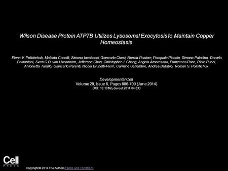 Wilson Disease Protein ATP7B Utilizes Lysosomal Exocytosis to Maintain Copper Homeostasis Elena V. Polishchuk, Mafalda Concilli, Simona Iacobacci, Giancarlo.