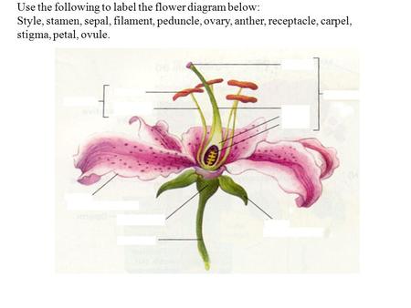 Use the following to label the flower diagram below: