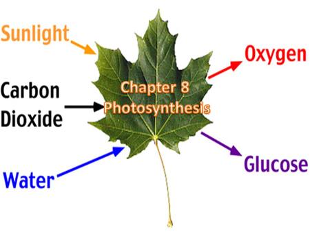 Chapter 8 Photosynthesis