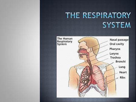  Includes the tubes that remove the particles from incoming air  Transport air to and from the lungs  Respiration: gas exchange between body cells.