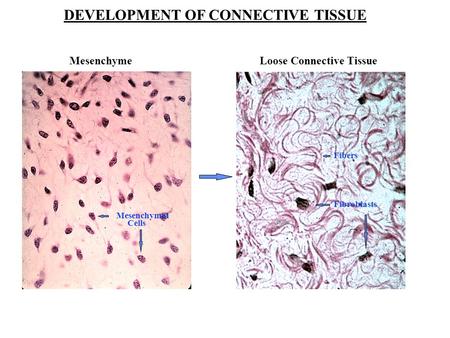 DEVELOPMENT OF CONNECTIVE TISSUE Mesenchyme Loose Connective Tissue Mesenchymal Cells Fibroblasts Fibers.