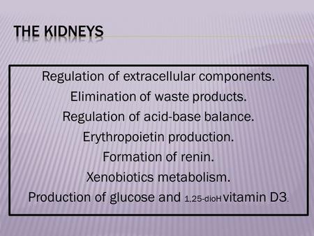 Regulation of extracellular components. Elimination of waste products. Regulation of acid-base balance. Erythropoietin production. Formation of renin.