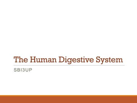 The Human Digestive System