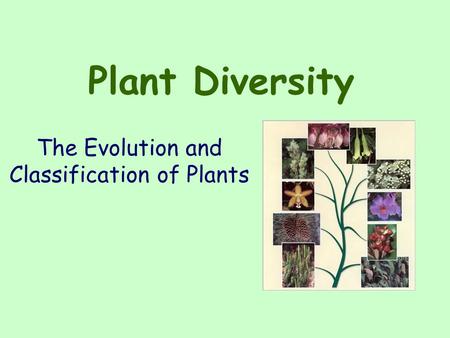 The Evolution and Classification of Plants