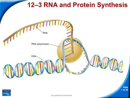 Slide 1 of 39 Copyright Pearson Prentice Hall 12-3 RNA and Protein Synthesis 12–3 RNA and Protein Synthesis.