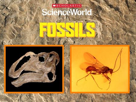 What is a fossil? What do fossils tell us?