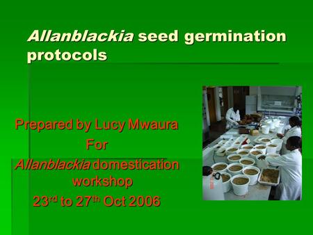 Prepared by Lucy Mwaura For Allanblackia domestication workshop 23 rd to 27 th Oct 2006 Allanblackia seed germination protocols.