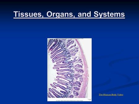 Tissues, Organs, and Systems