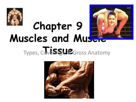 Chapter 9 Muscles and Muscle Tissue