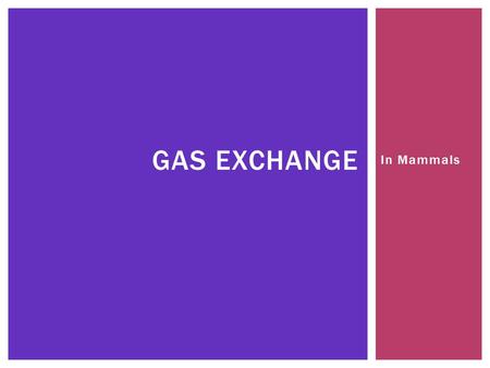 In Mammals GAS EXCHANGE.  Mammals are active so they have a high oxygen demand GAS EXCHANGE IN MAMMALS.