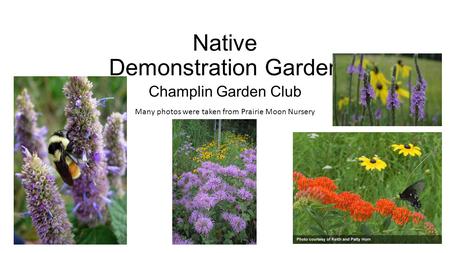 Native Demonstration Garden Champlin Garden Club Many photos were taken from Prairie Moon Nursery.