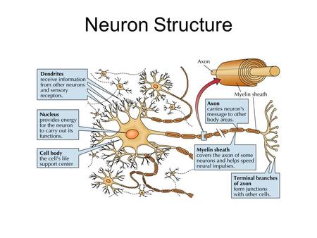 Neuron Structure.