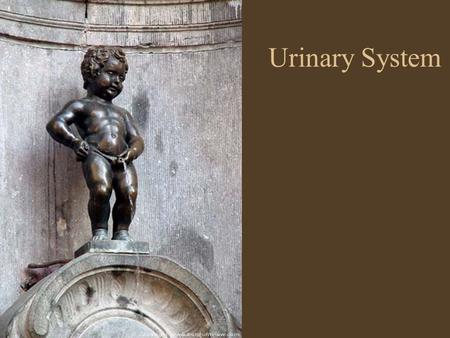 Urinary System.