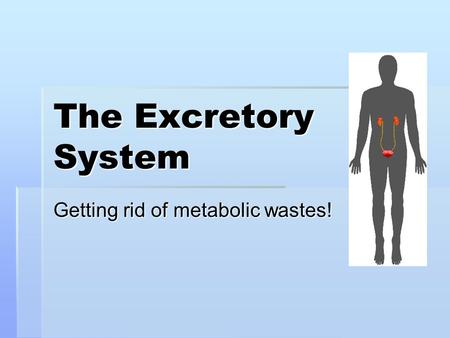 Getting rid of metabolic wastes!