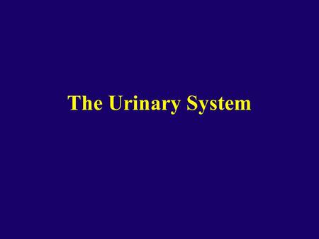 The Urinary System.