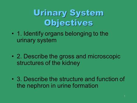 Urinary System Objectives