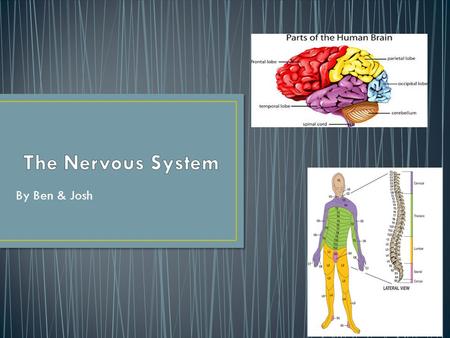 By Ben & Josh. Your spine consists of 33 vertebrae: 7 cervical vertebrae – neck (C1 to C7) 12 thoracic vertebrae (T1 to T12) 5 lumbar vertebrae –