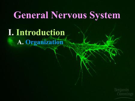 General Nervous System I. Introduction A. Organization.