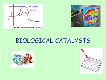 BIOLOGICAL CATALYSTS. FIND THE LINK… What do these images of a feeding flesh fly a flashing firefly! biological washing powder a jar of baby food have.