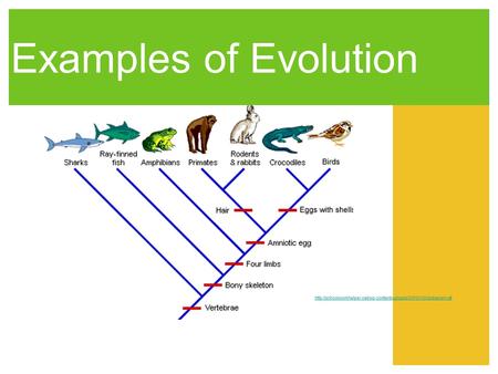 Examples of Evolution