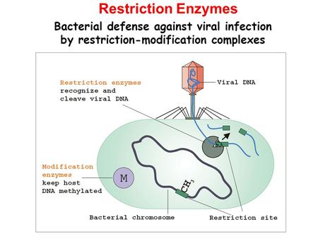 Restriction Enzymes.