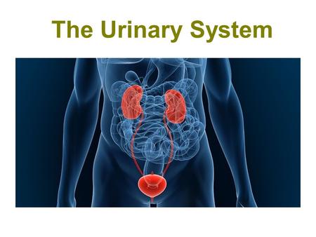 The Urinary System.